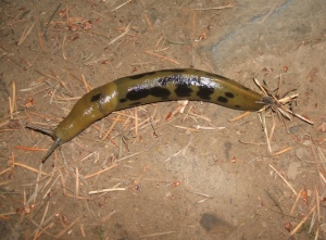 yell-eww slug