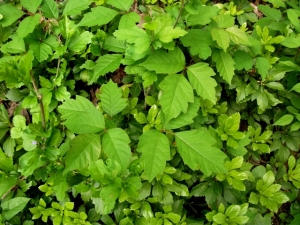 poison ivy in groundcover